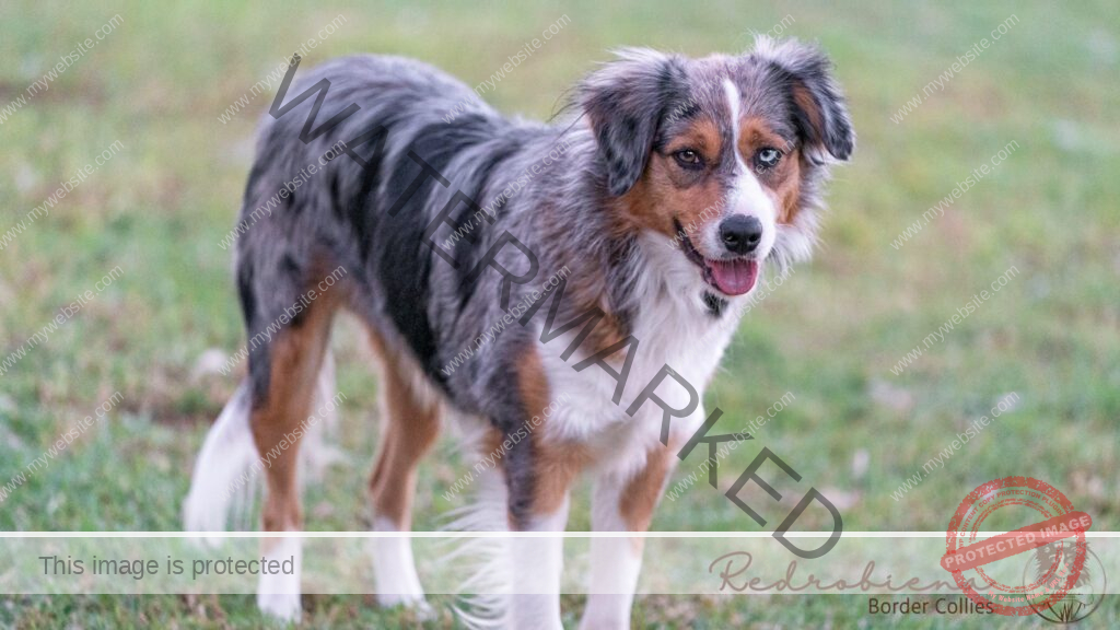 Border Collie