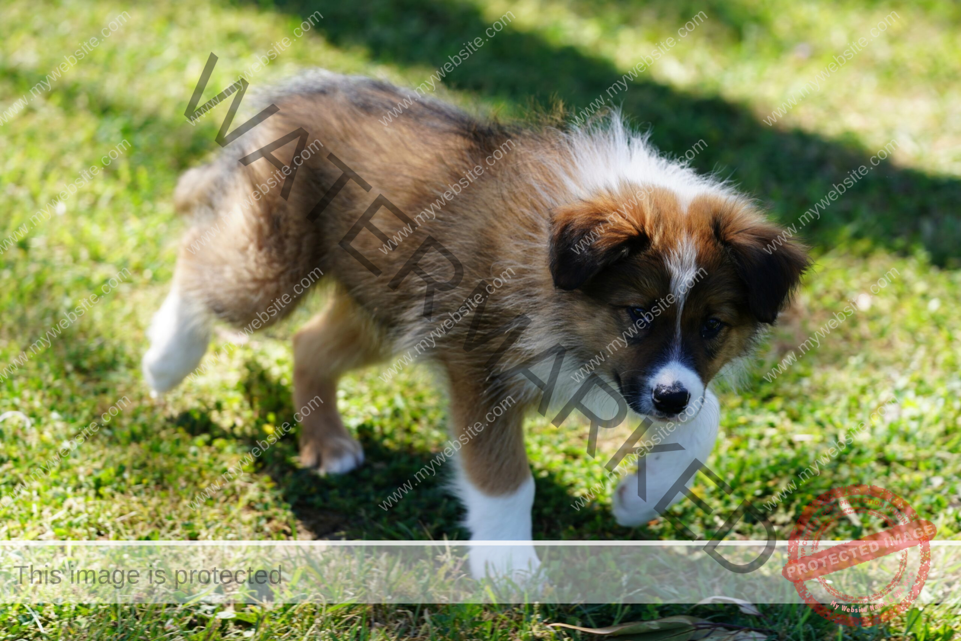 Border Collie Puppy