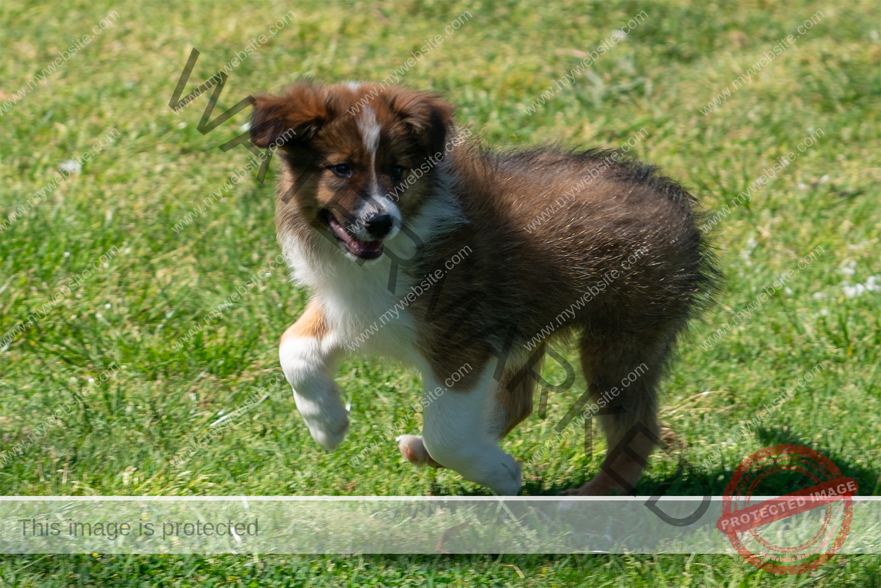 Border Collie Puppy