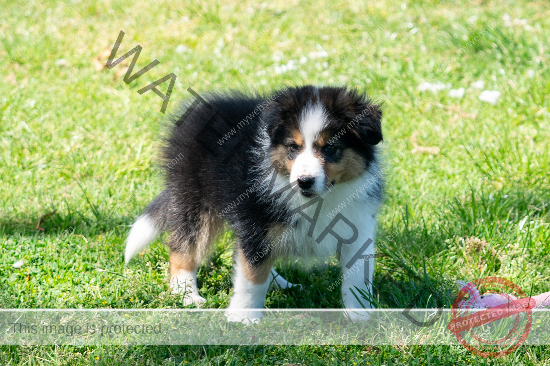 Border Collie Puppy