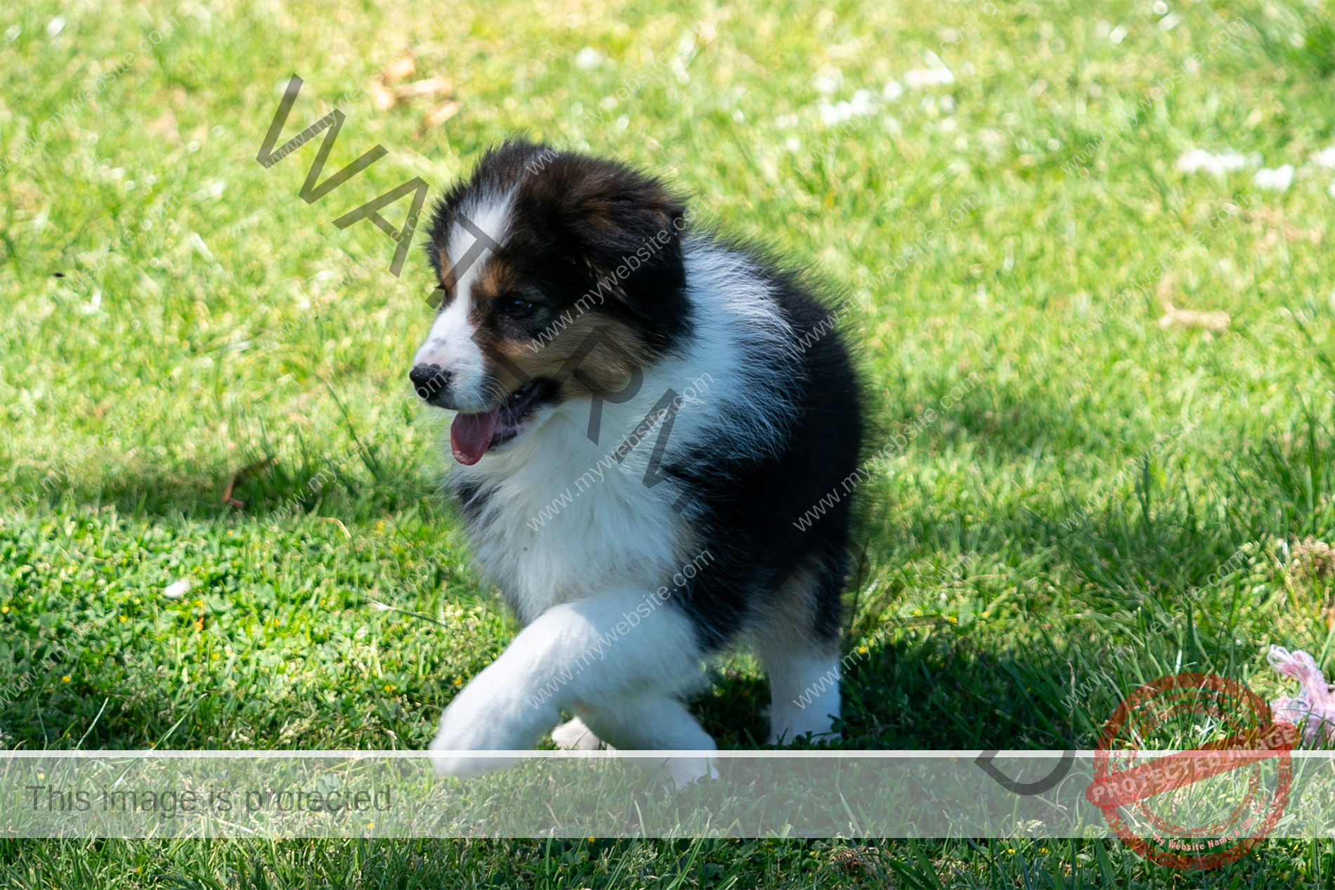 Border Collie Puppy