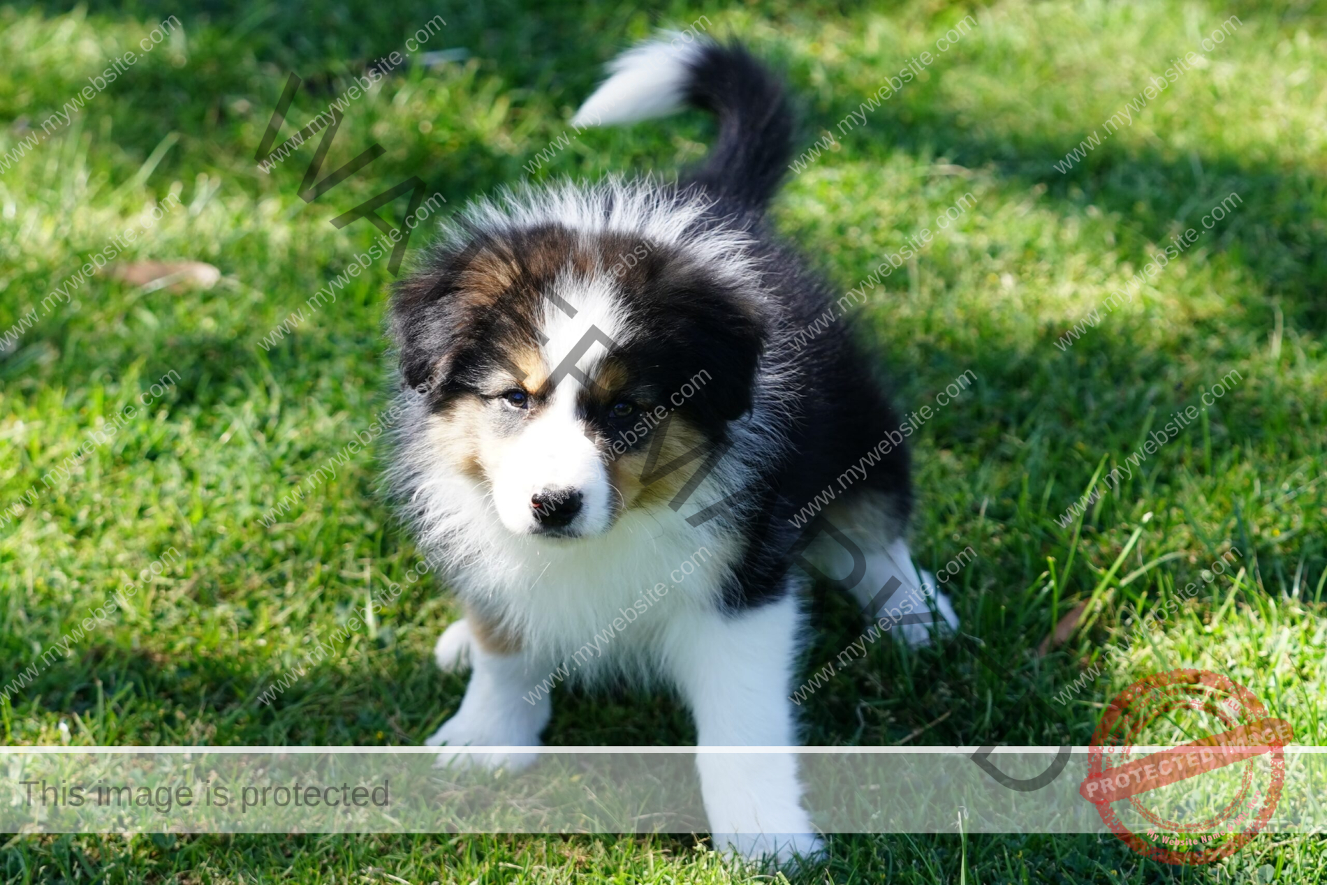 Border Collie Puppy