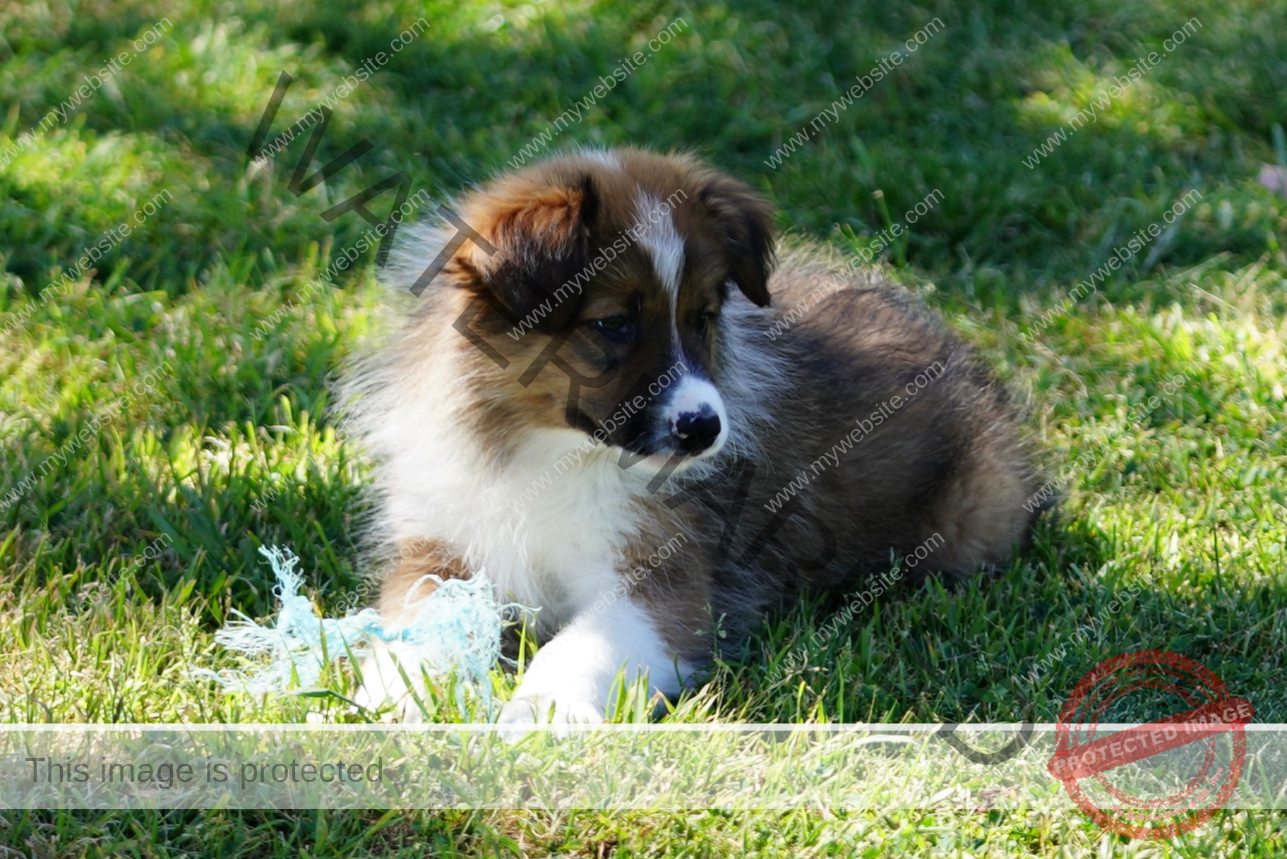 Border Collie Puppy