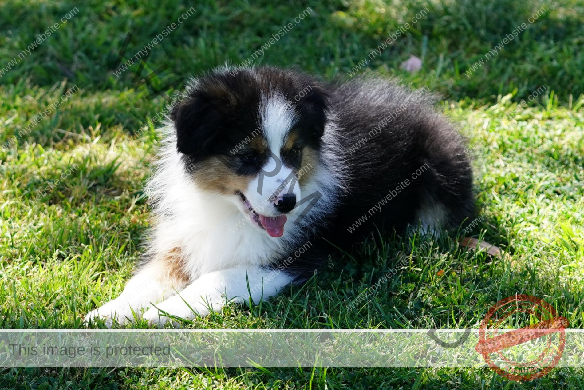 Border Collie Puppy