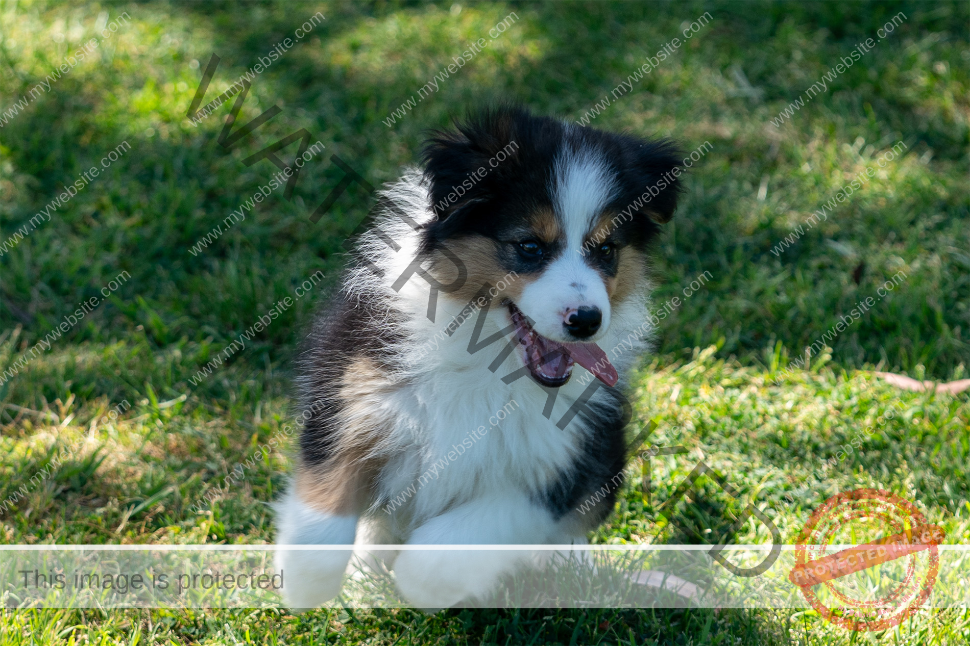 Border Collie Puppy