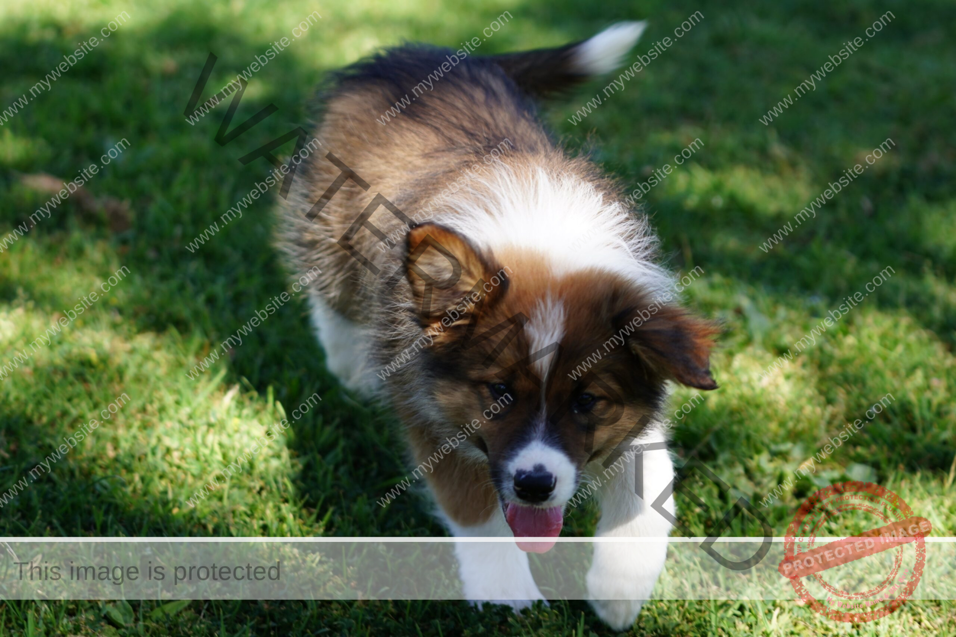 Border Collie Puppy