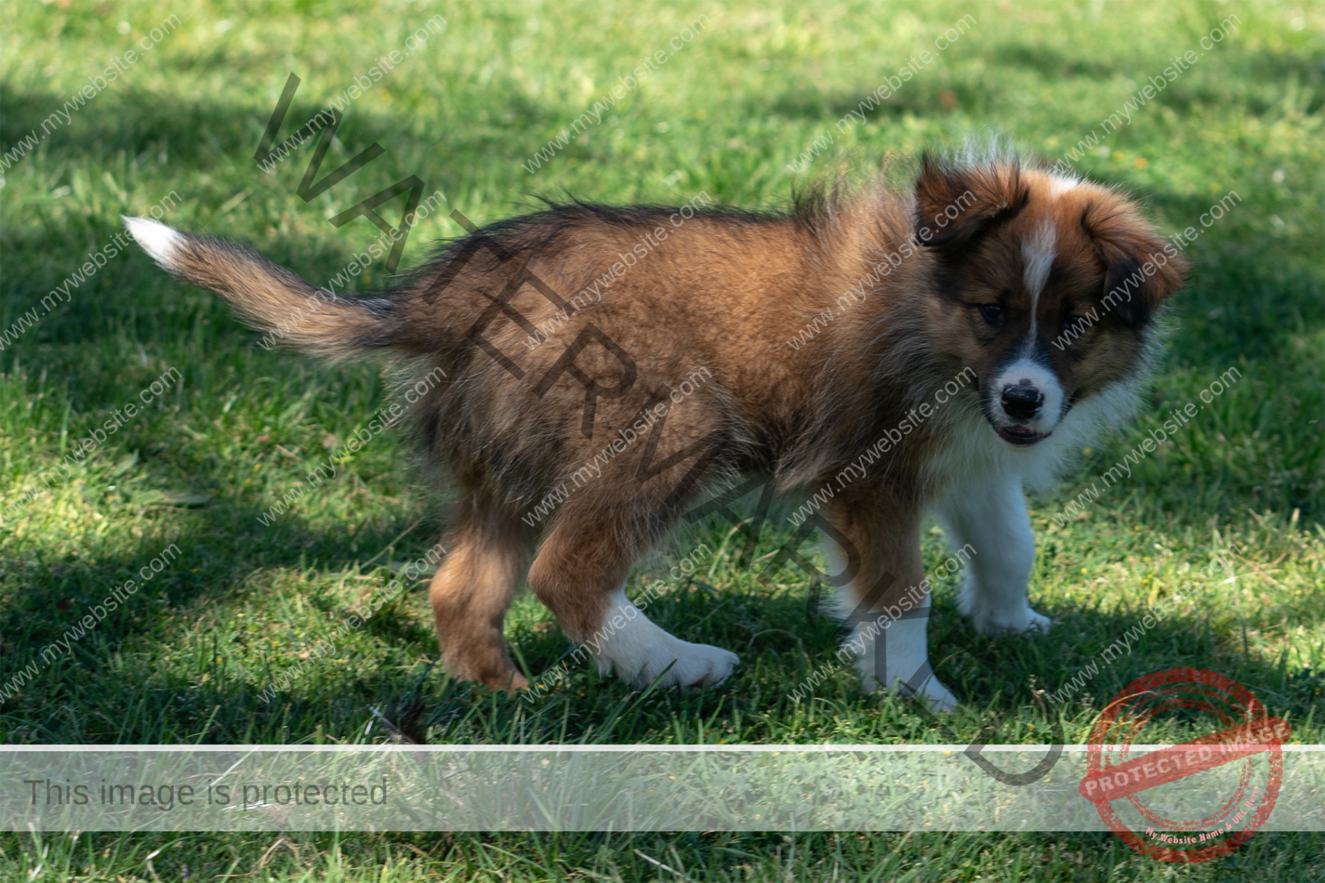 A Dog Standing On Grass