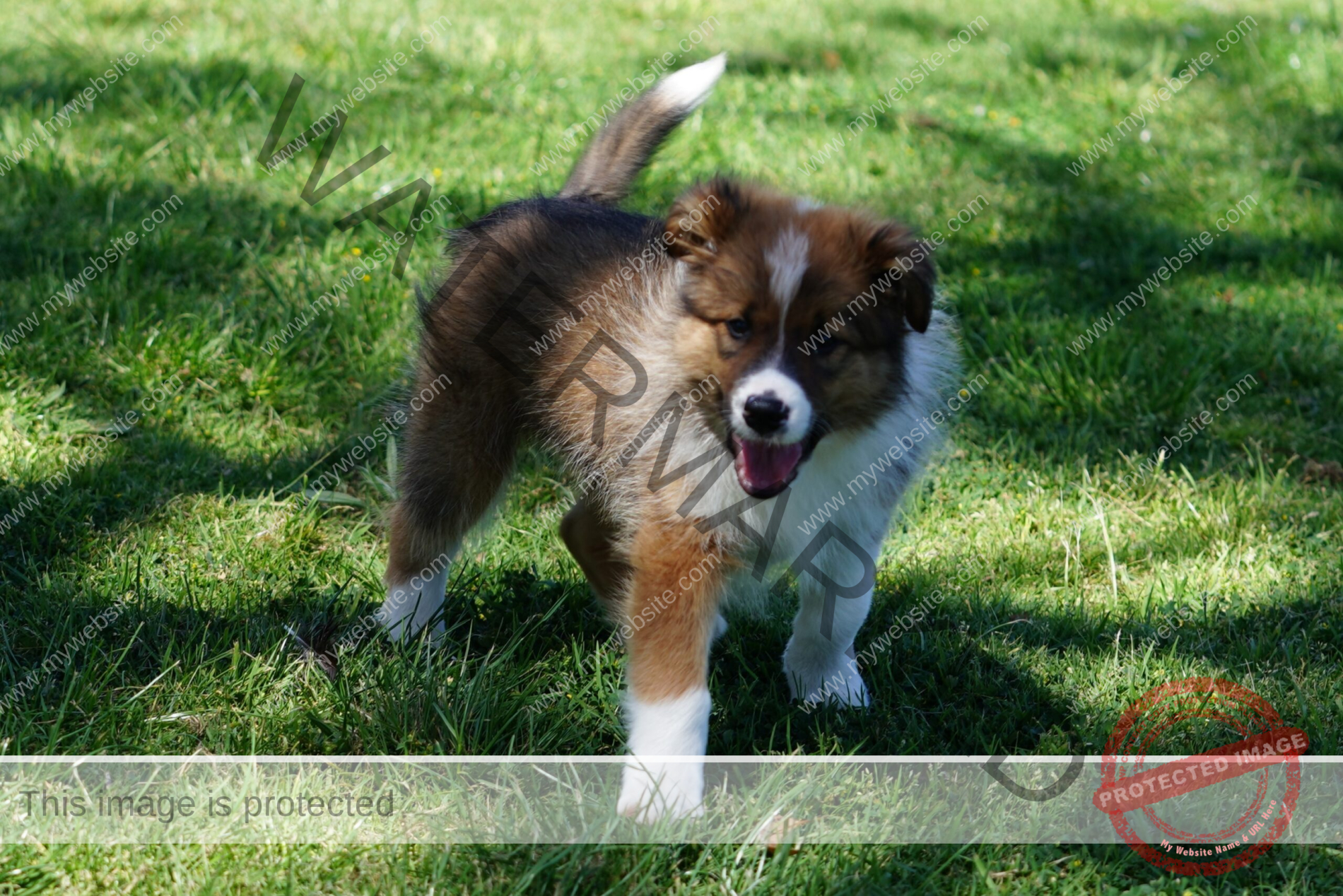 A Dog Standing In The Grass