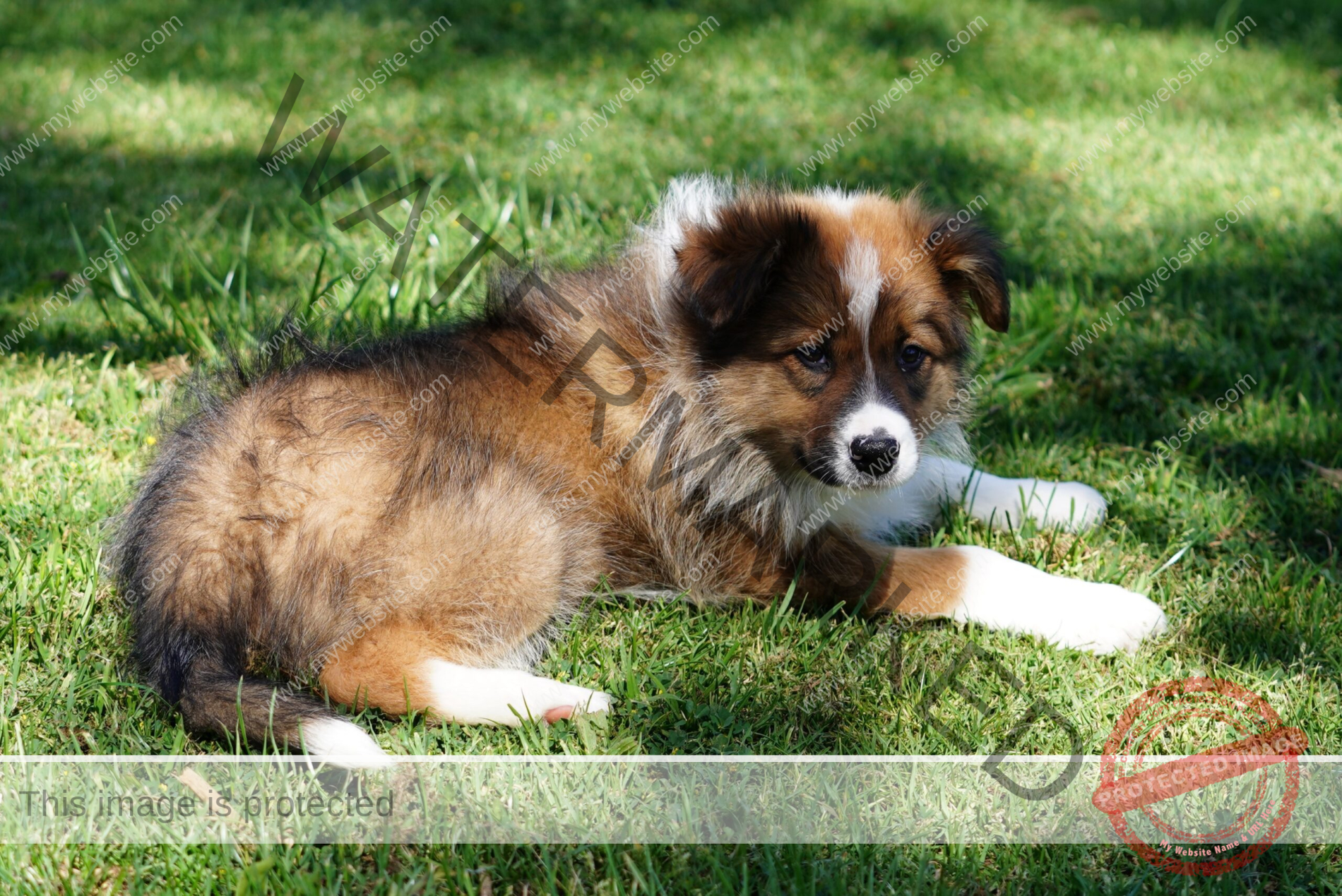 Border Collie Puppy