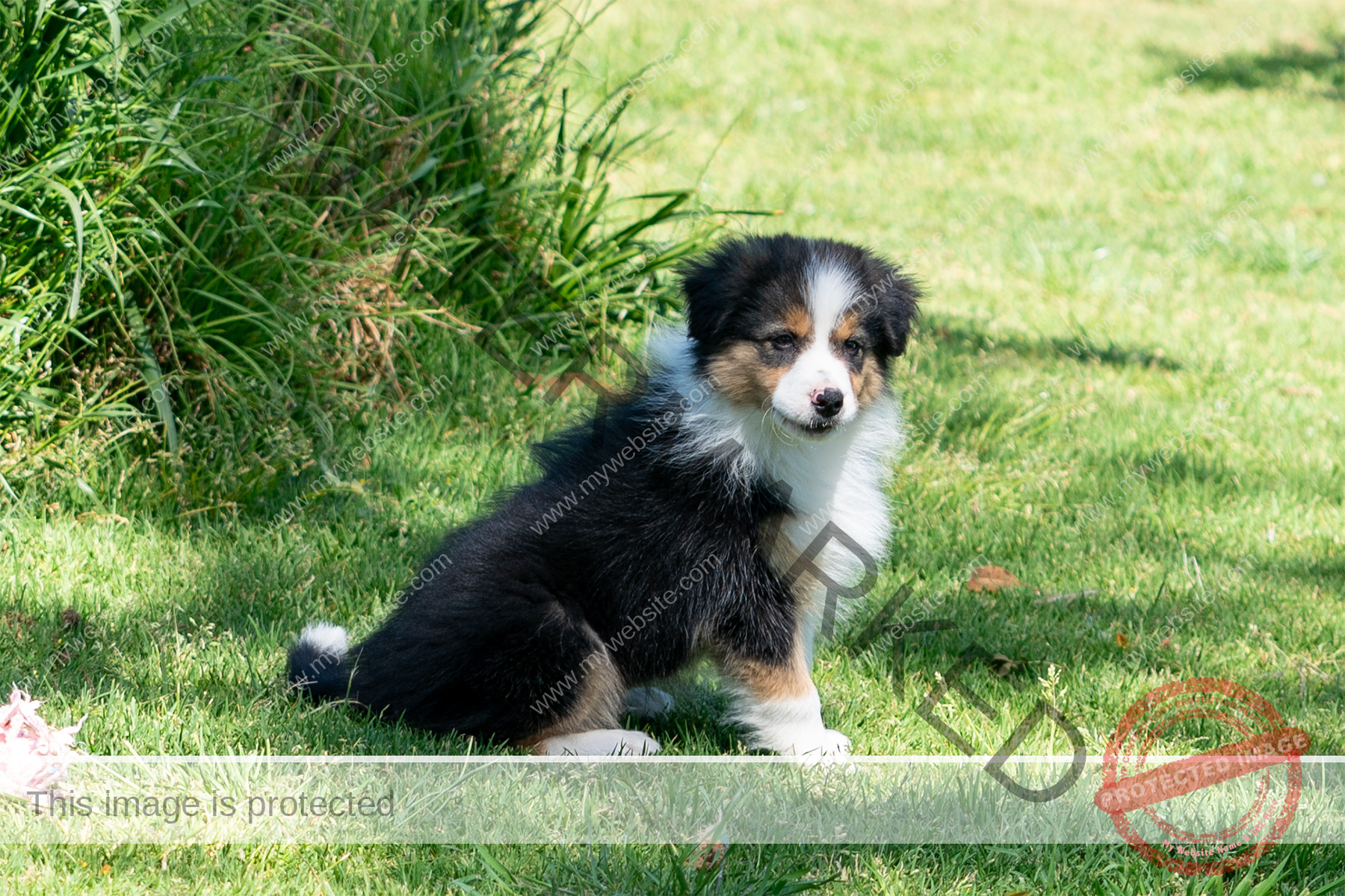 Border Collie Puppy