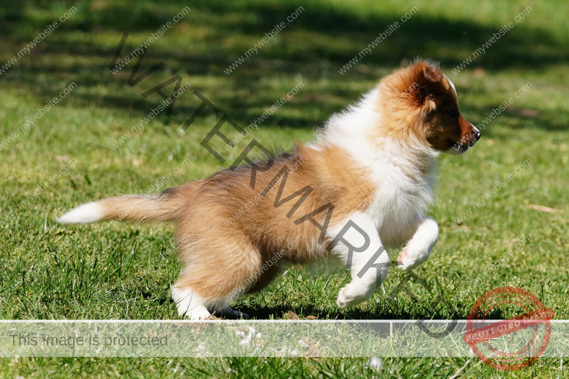 A Dog Running On Grass