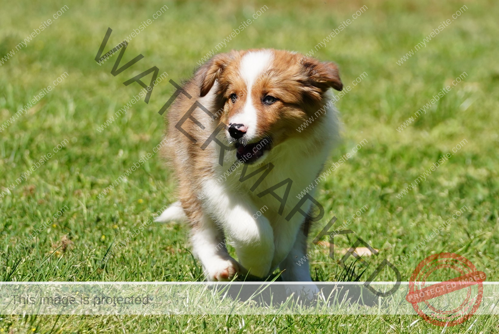 Border Collie Puppy