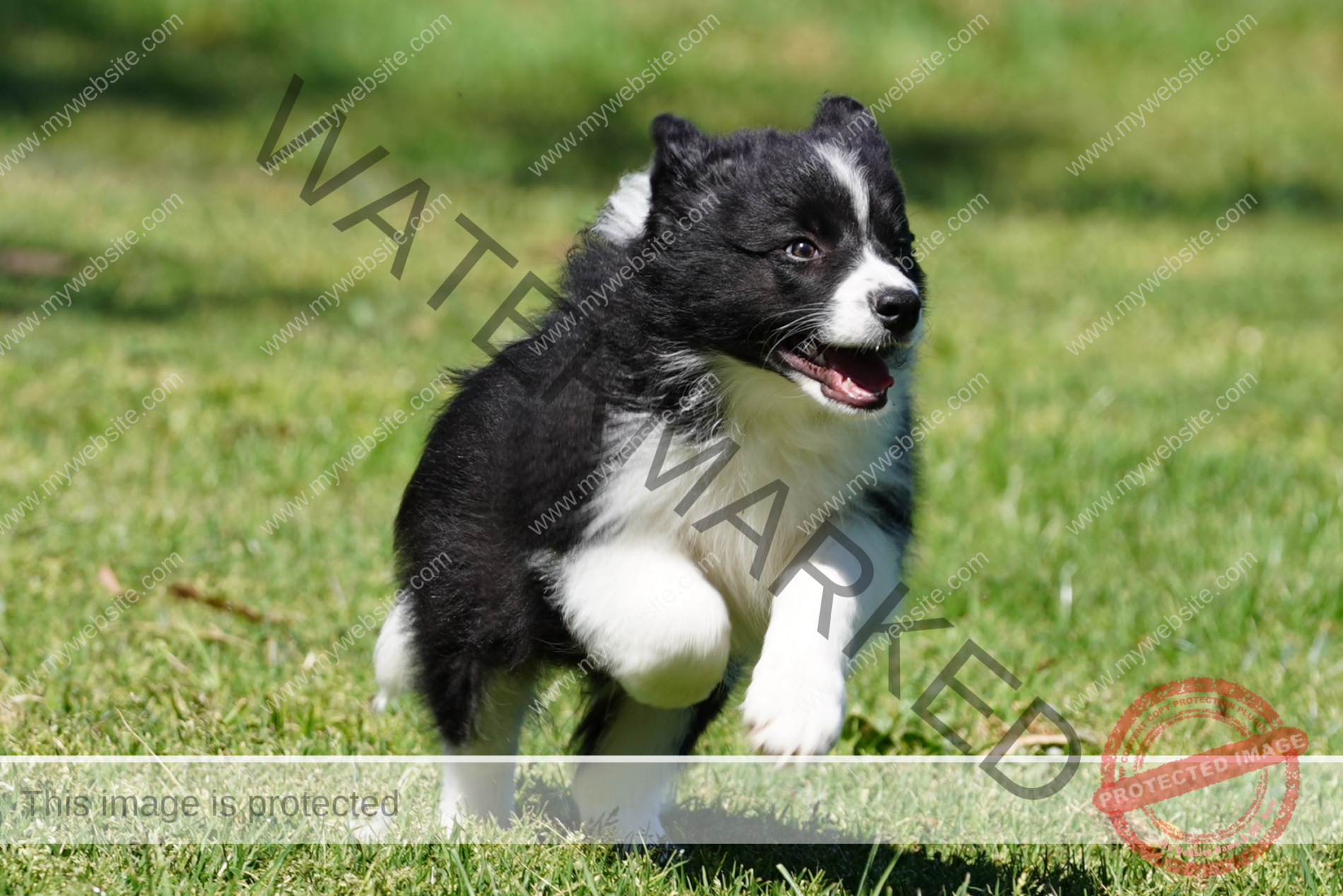 Border Collie Puppy