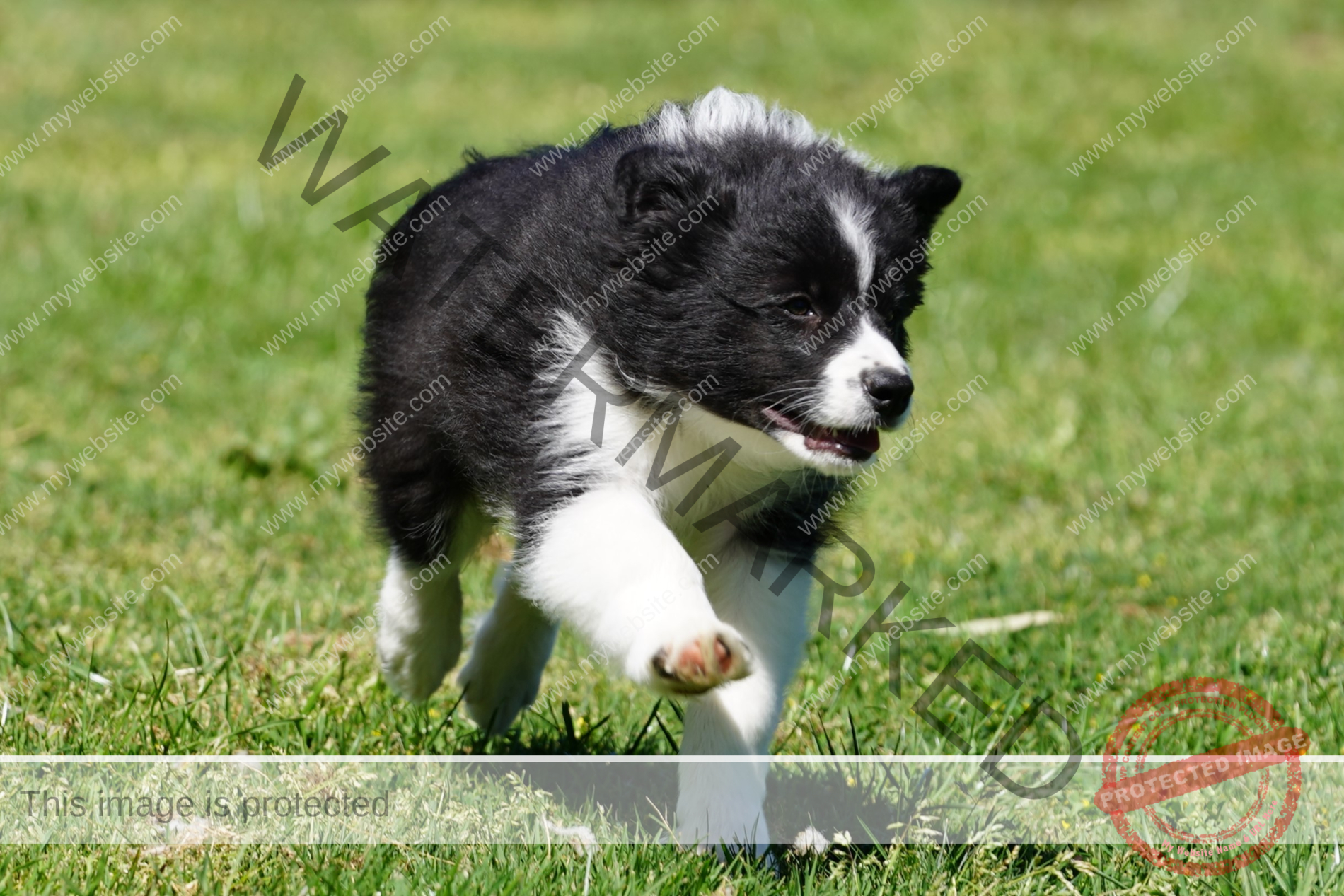 Border Collie Puppy