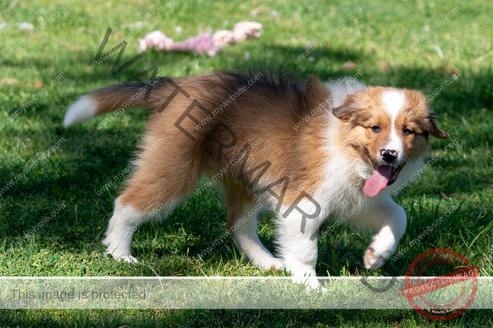 Border Collie Puppy