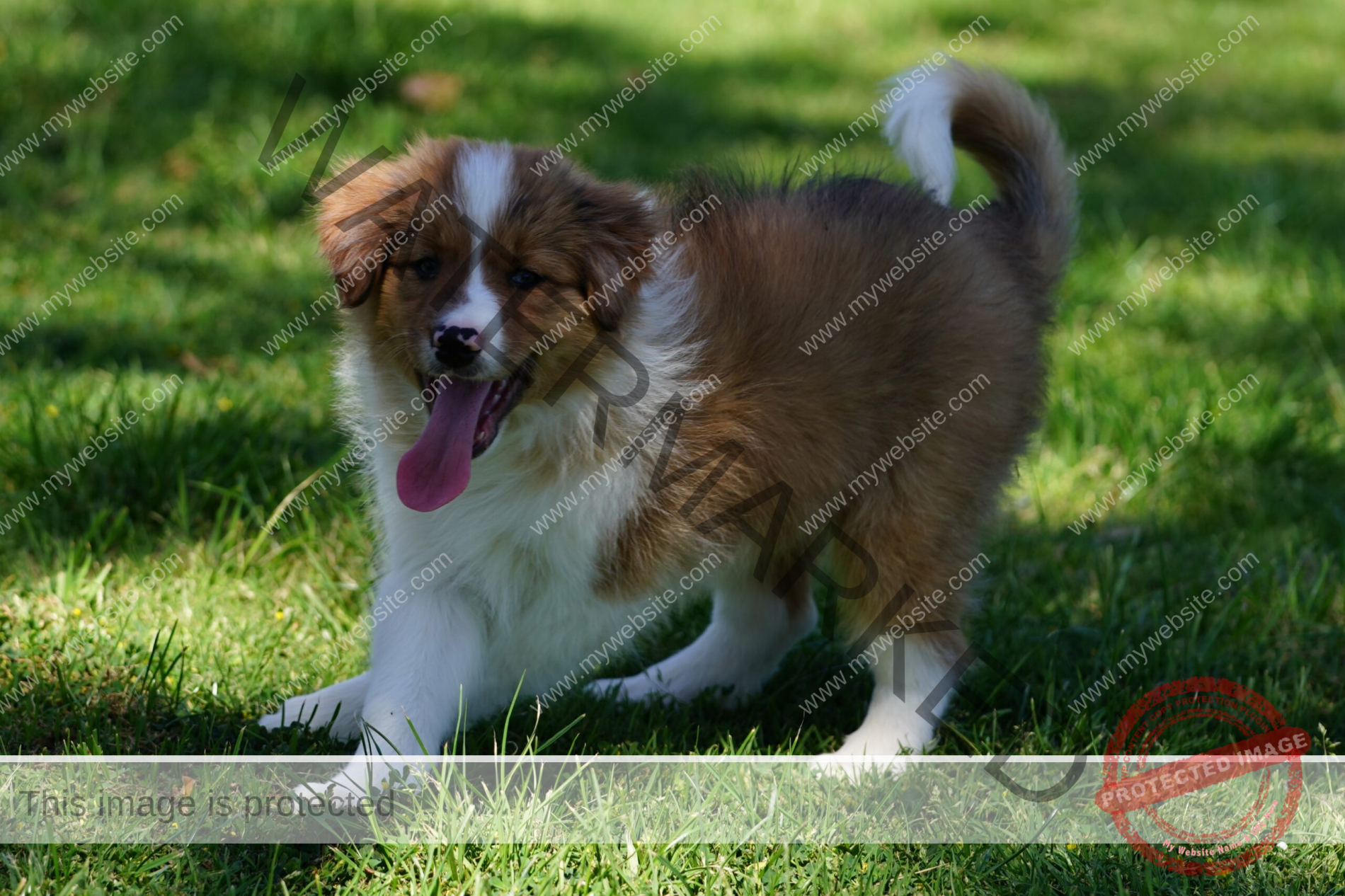 Border Collie Puppy