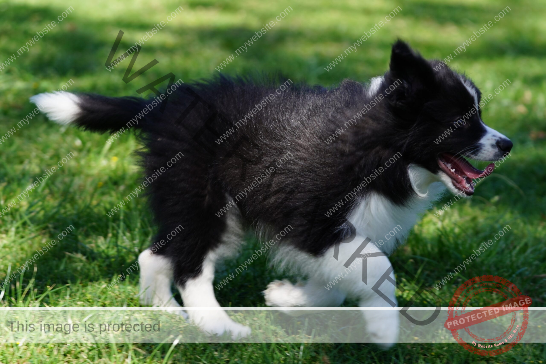 Border Collie Puppy