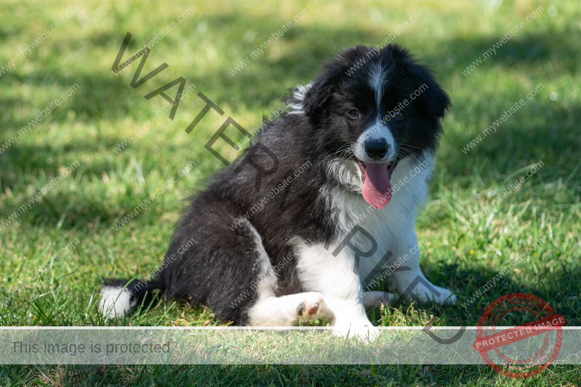 Border Collie Puppy