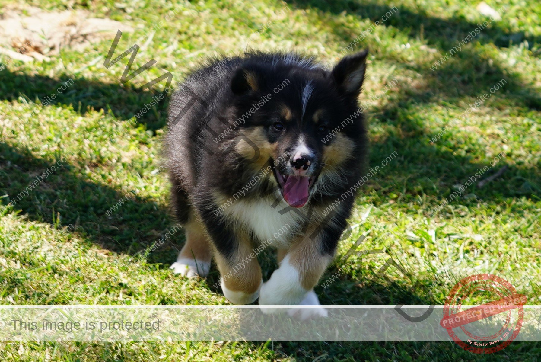 Border Collie Puppy