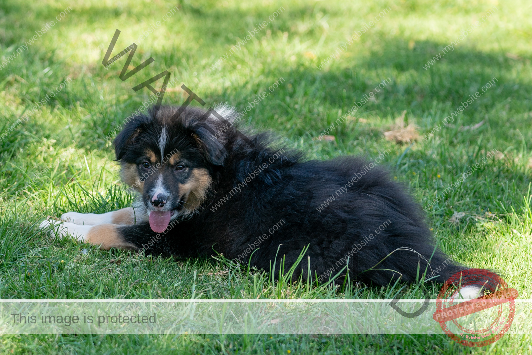 Border Collie Puppy