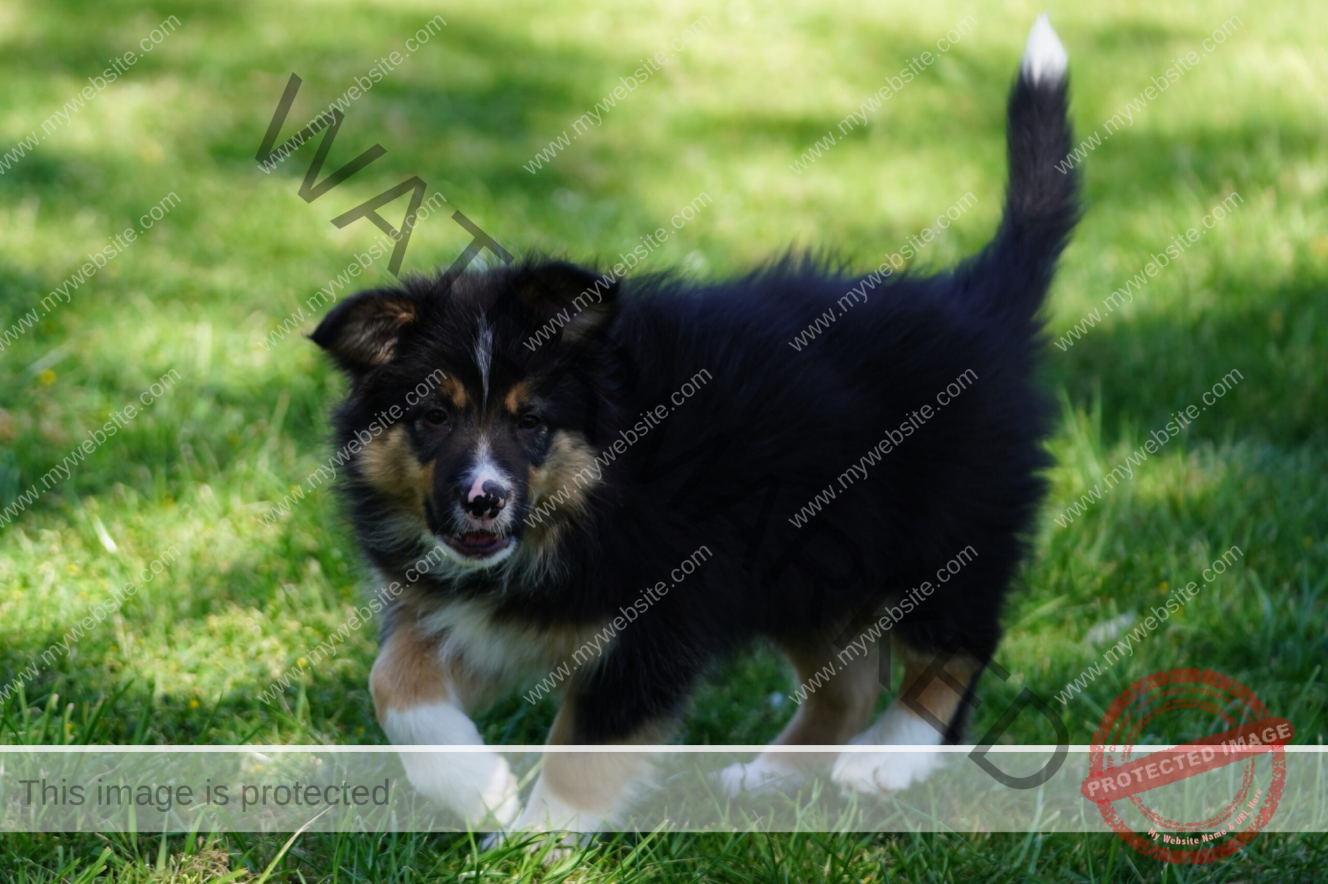 Border Collie Puppy