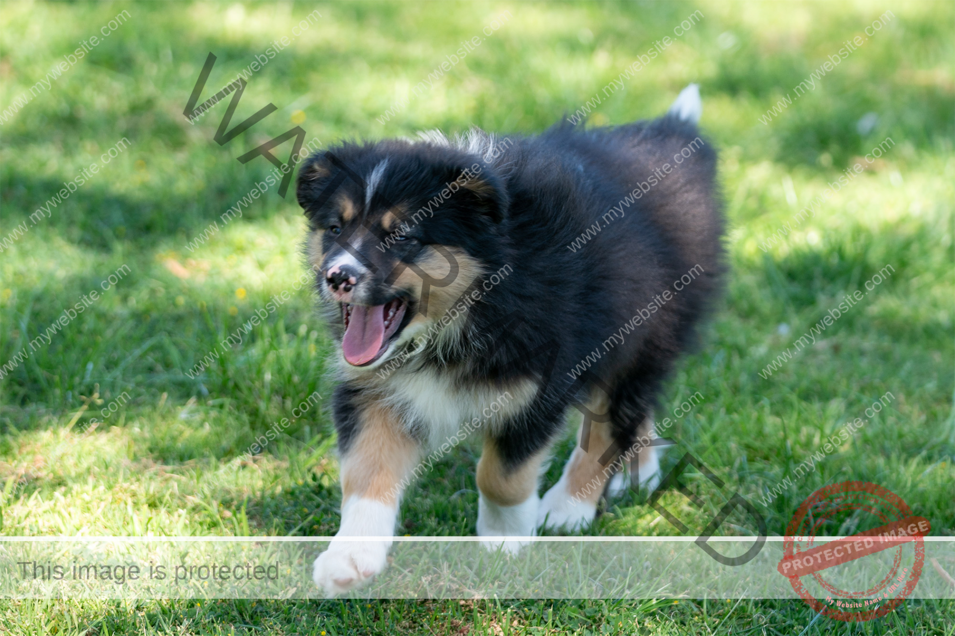 Border Collie Puppy