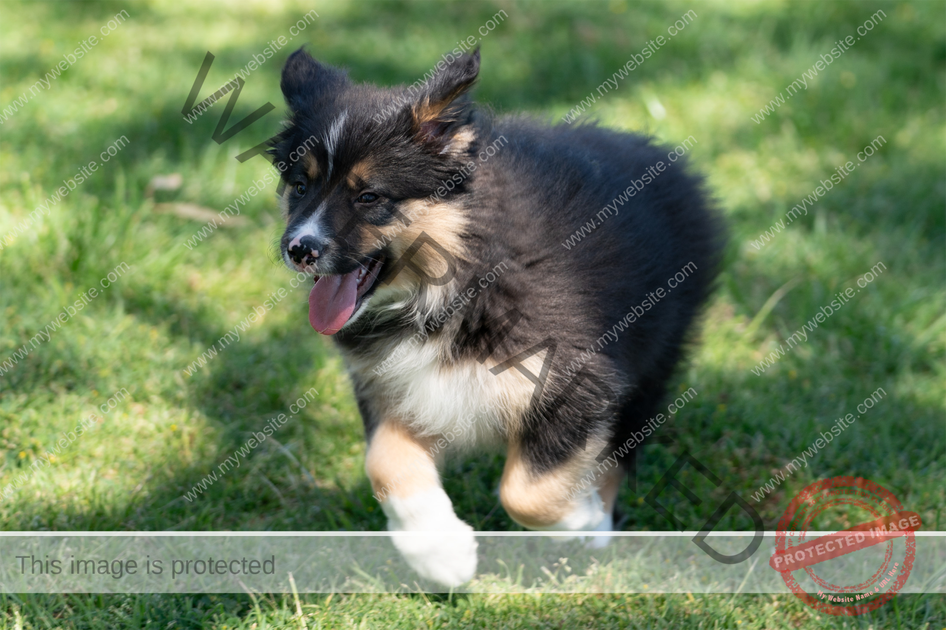 Border Collie Puppy