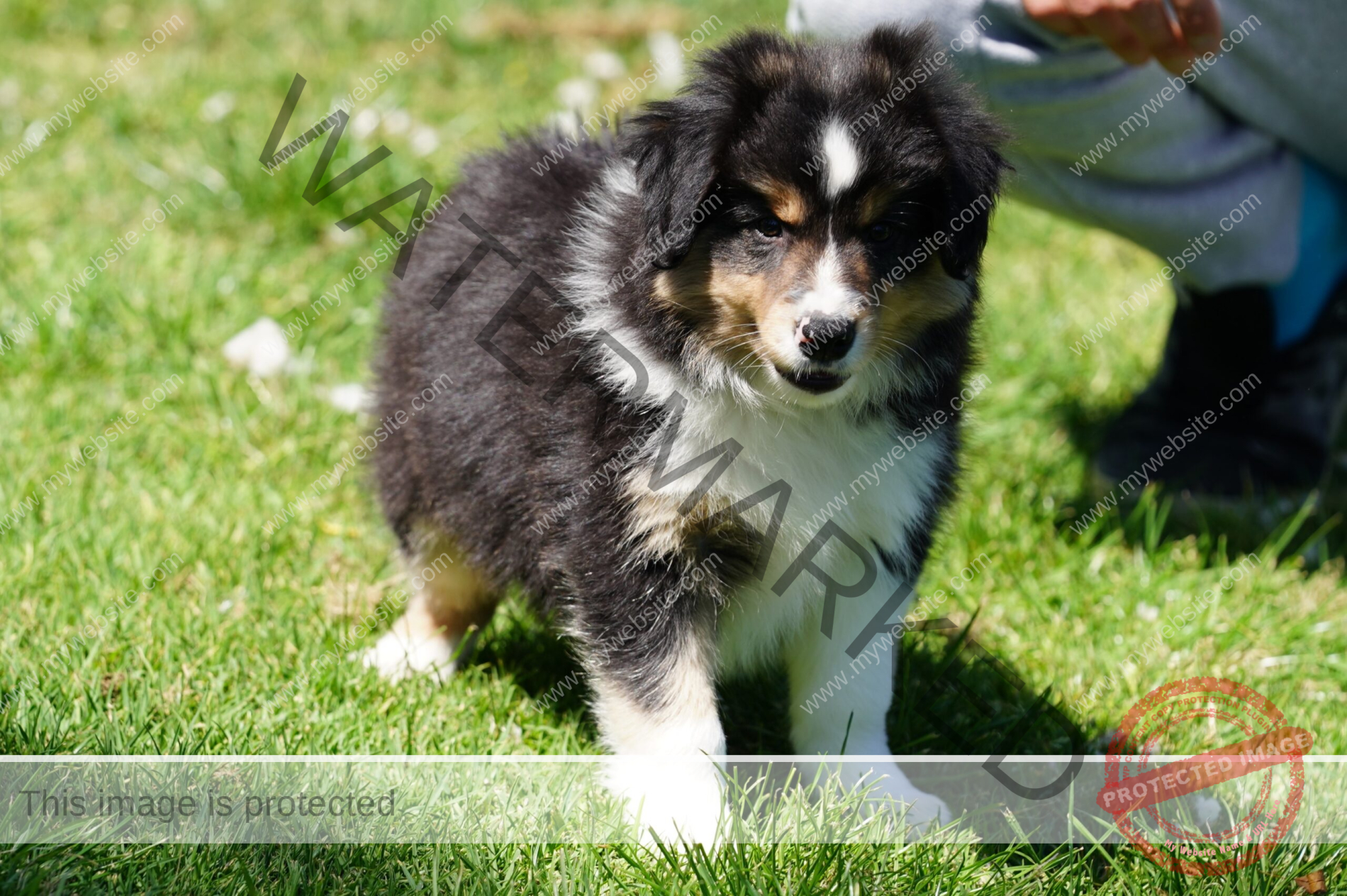 Border Collie Puppy