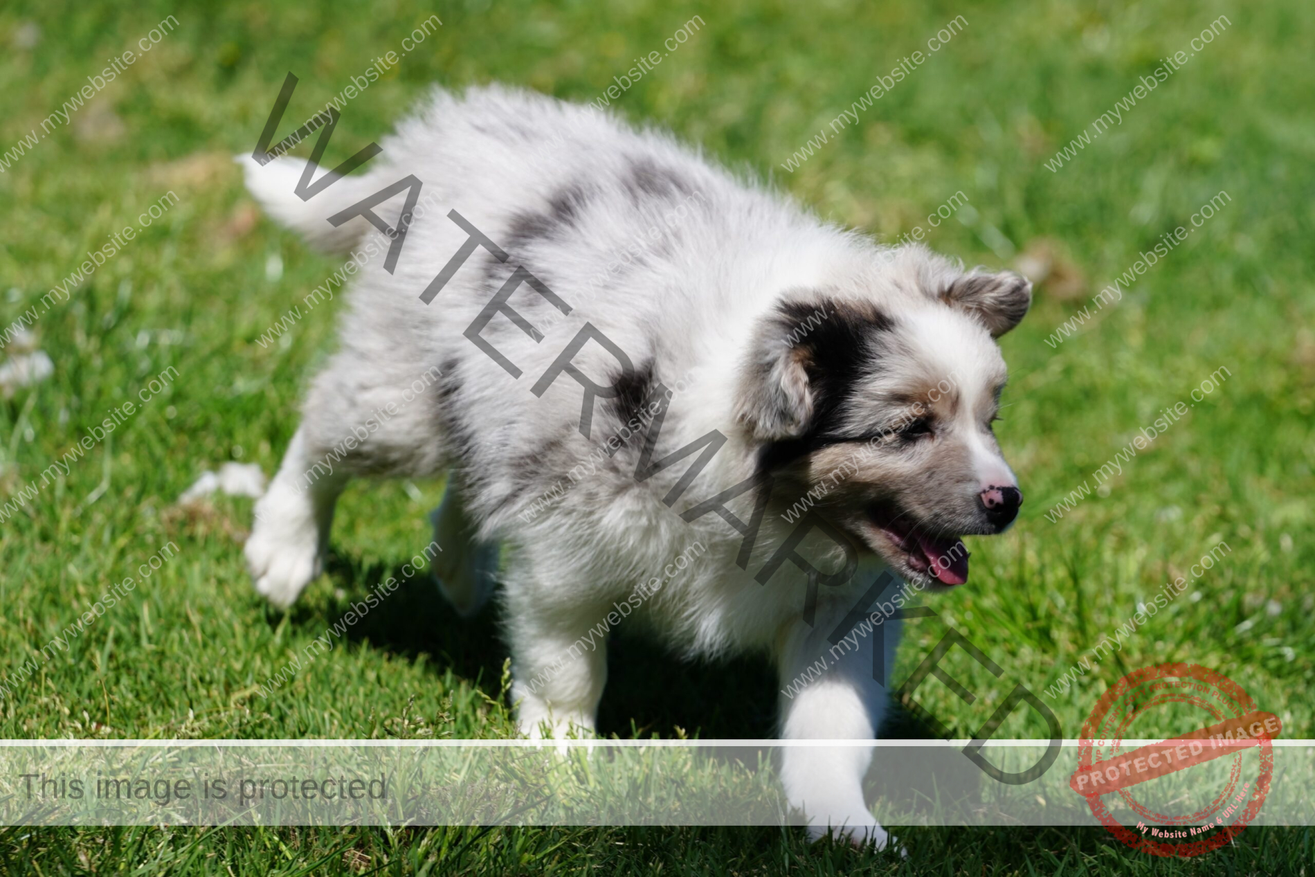 Border Collie Puppy