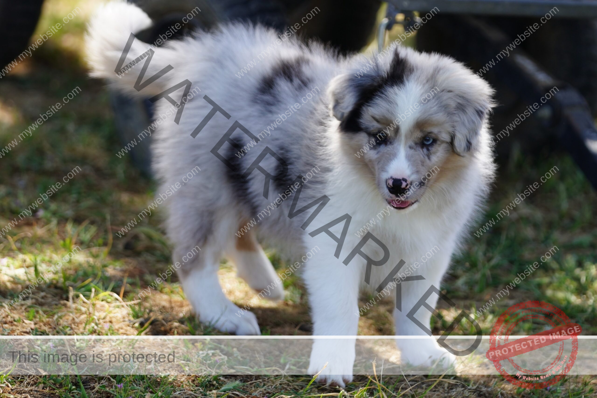 Border Collie Puppy