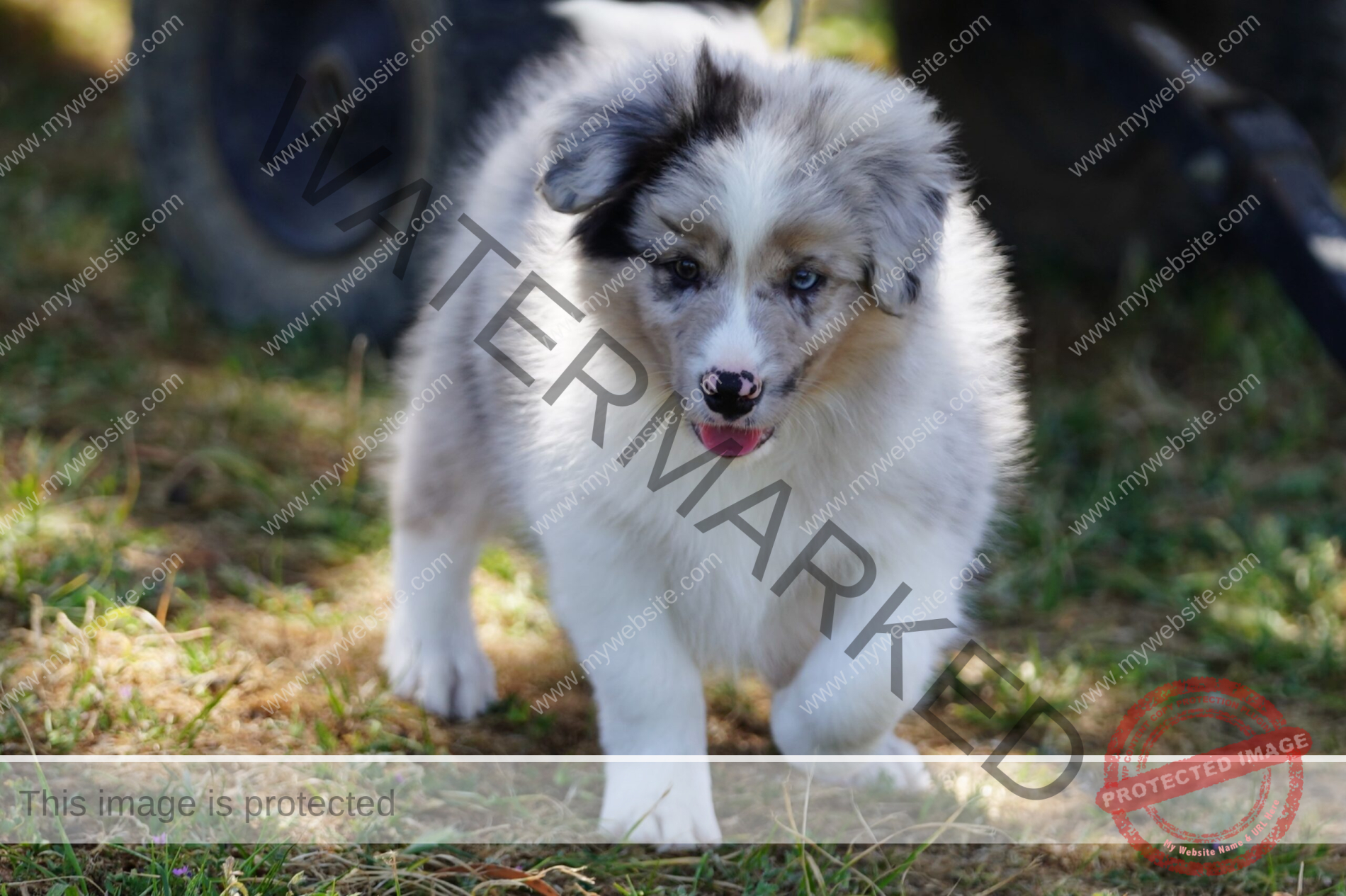 Border Collie Puppy