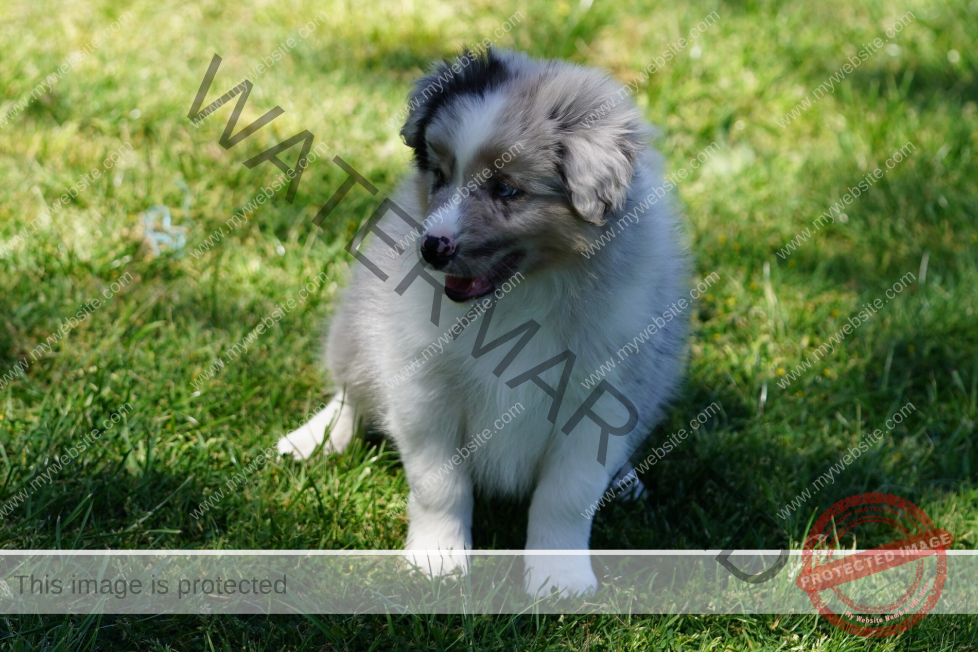 Border Collie Puppy