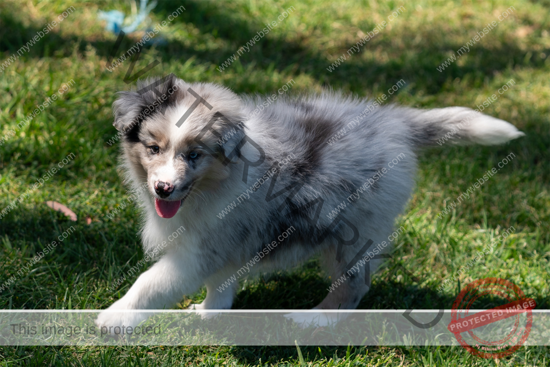 Border Collie Puppy