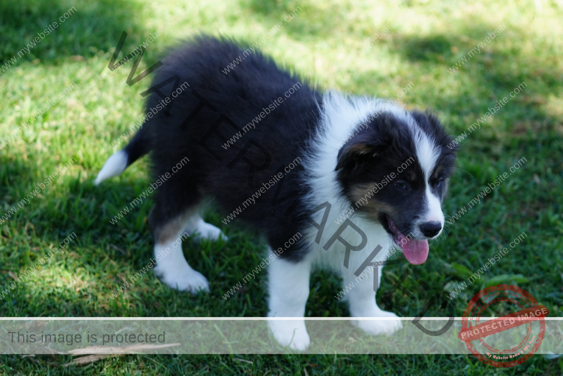 Border Collie Puppy