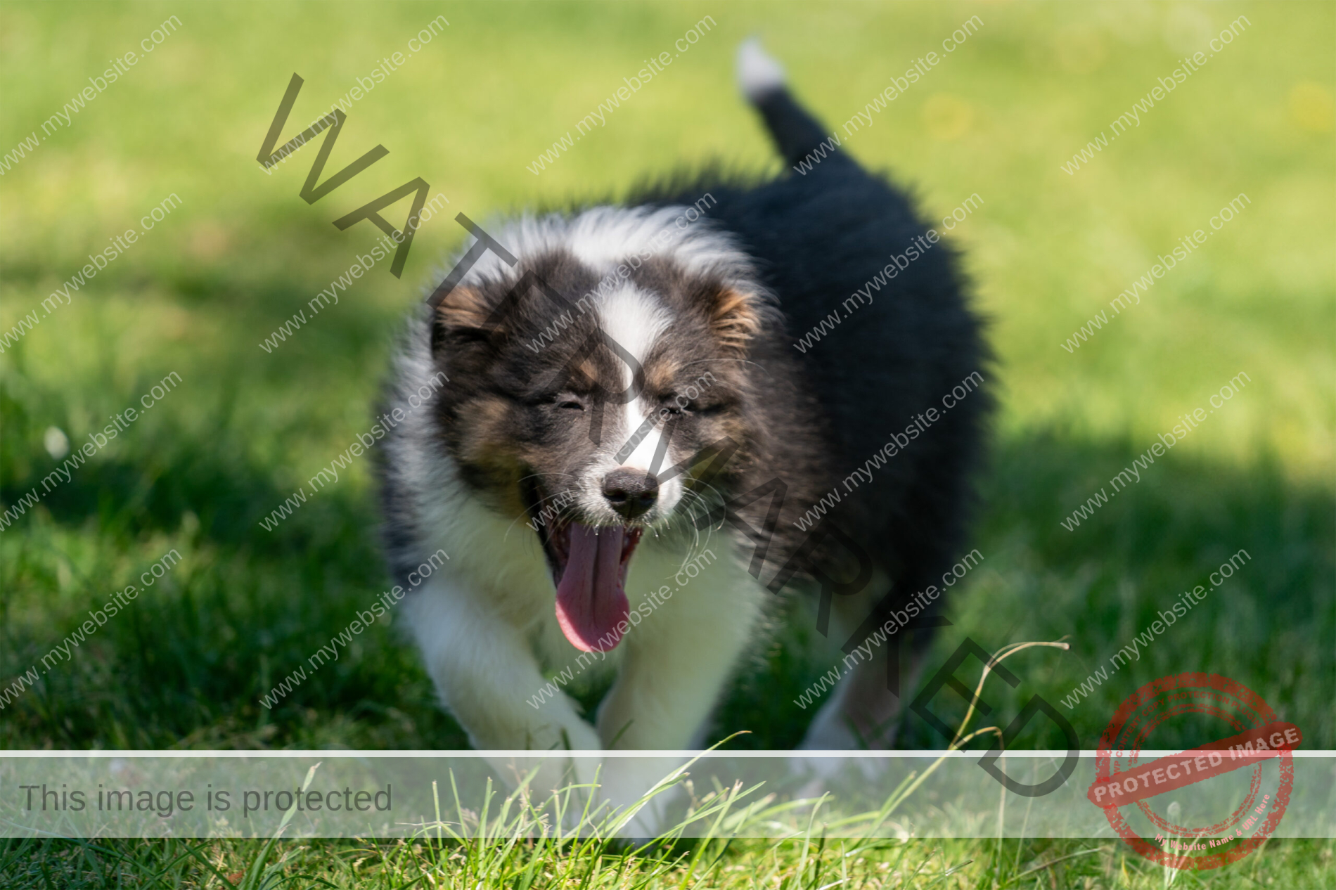 Border Collie Puppy