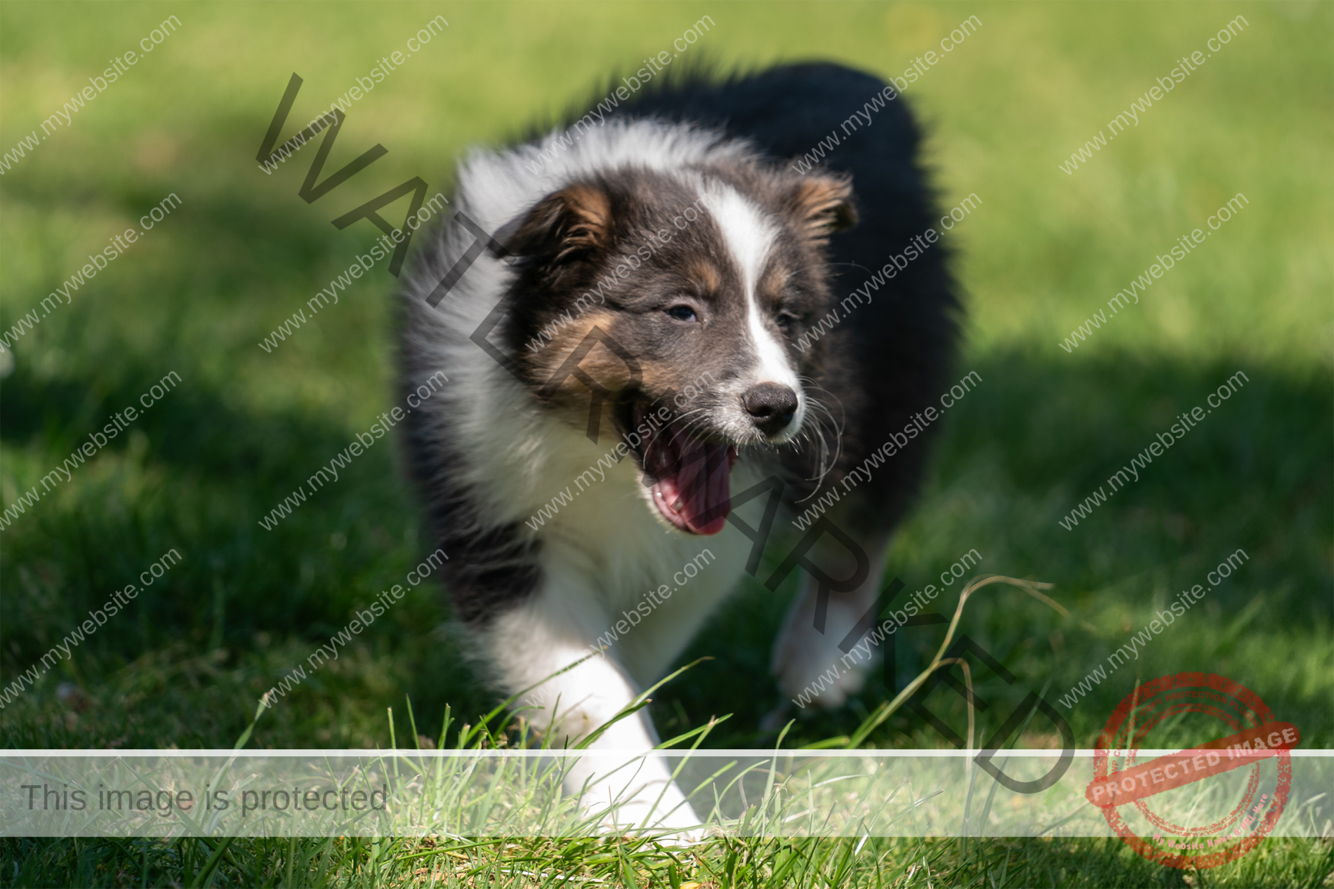 Border Collie Puppy