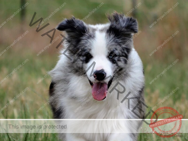 Blue Merle