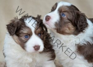 Border Collie Siblings