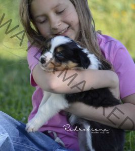 Taking A Puppy Home For The First Time