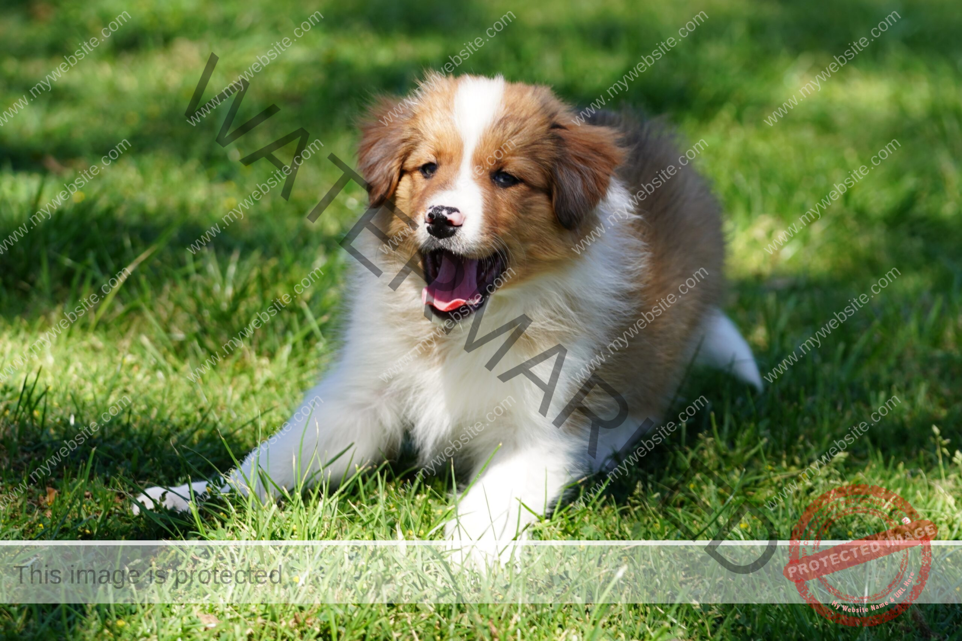 Border Collie Puppy